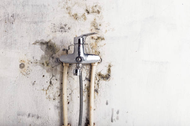 Best Fast Mold Removal  in Saluda, SC
