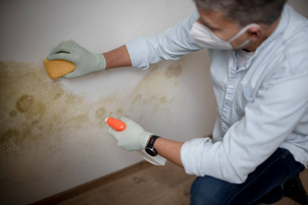 Best Office Mold Removal Services  in Saluda, SC