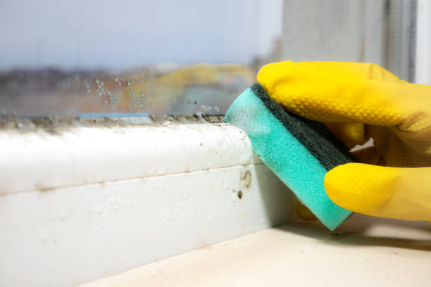 Best Mold Remediation  in Saluda, SC