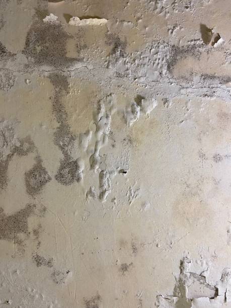 Saluda, SC Mold Removal Pros