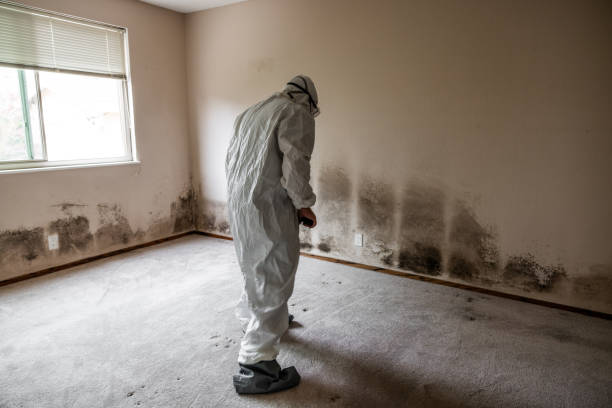 Home Mold Removal in Saluda, SC
